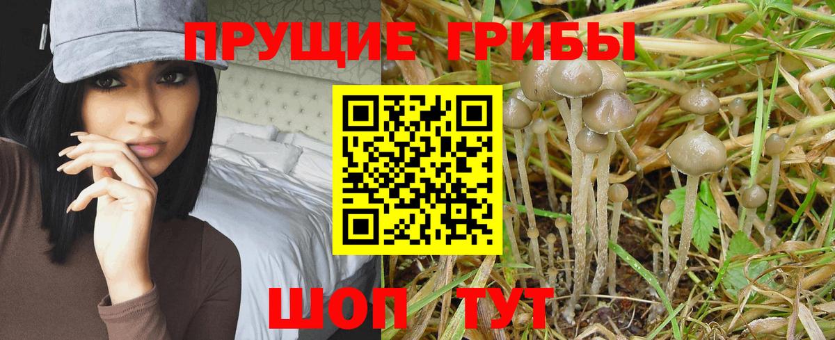 Куйбышев  Псилоцибиновые грибы мицелий  Вход с VPN  Псилоцибиновые грибы прущие грибы 